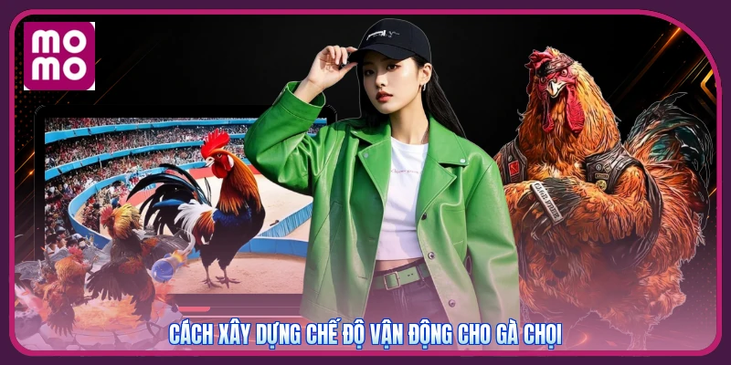 Cách Tập Luyện Cho Gà Chọi MMOO | Phương Pháp Chiến Thắng 3 Cách xây dựng chế độ vận động cho gà chọi