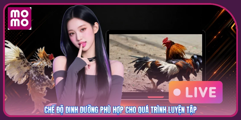 Cách Tập Luyện Cho Gà Chọi MMOO | Phương Pháp Chiến Thắng 4 Chế độ dinh dưỡng phù hợp cho quá trình luyện tập